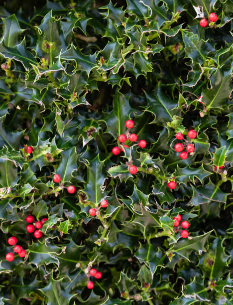 istock Holly Plant Christmas Background With Red Berries 1077067364