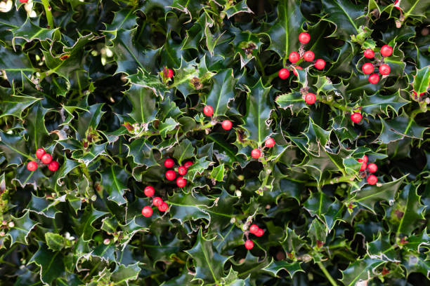 istock Holly Plant Christmas Background With Red Berries 1077067392