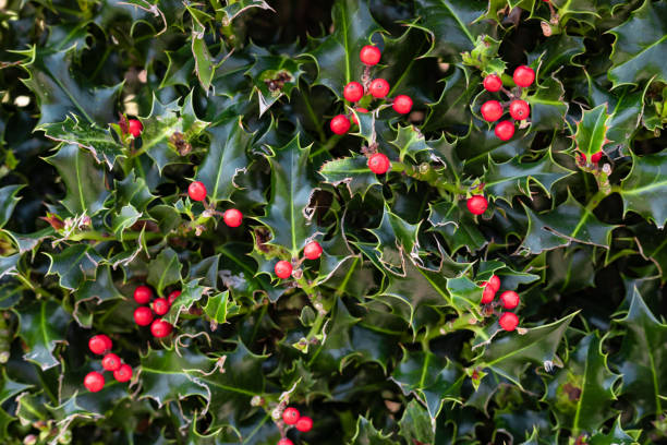 istock Holly Plant Christmas Background With Red Berries 1077067438