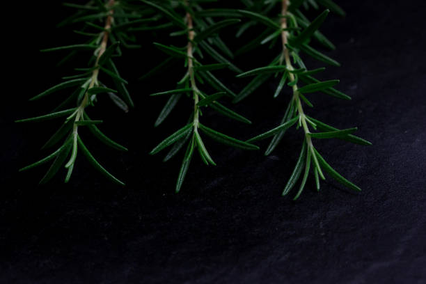 istock fresh rosemary Leaves 1077070386