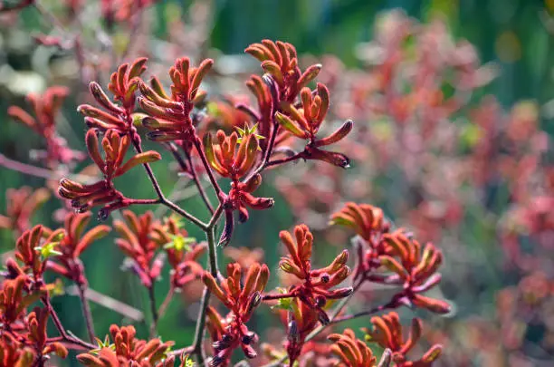 Photo of Western Australian native Red Kangaroo Paw plants, Anigozanthos, family Haemodoraceae (bloodwort family)