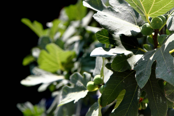 istock detail of fig tree 1077078190