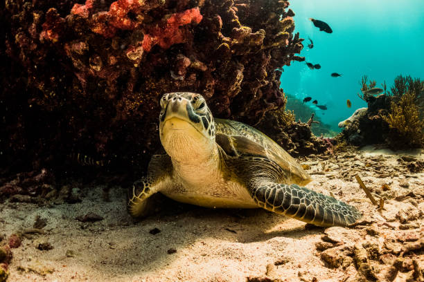 istock Sea Turtles in Komodo, Indonesia 1077078392