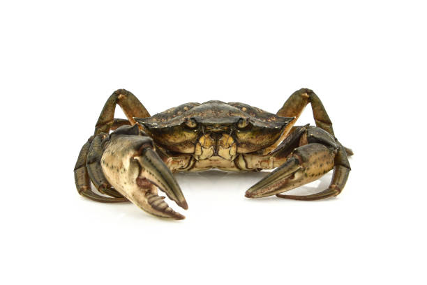 istock Crab. Black sea crustacean, isolated on white background 1077078680