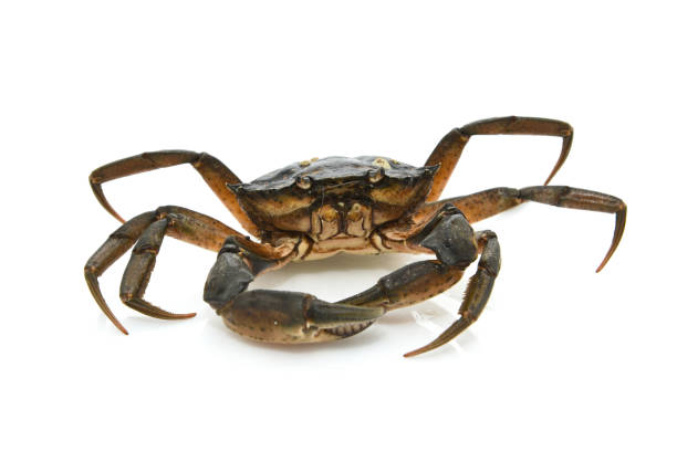 istock Crab. Black sea crustacean 1077078698