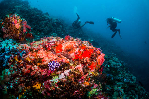 istock Coral Reefs, Fish and Divers 1077078760