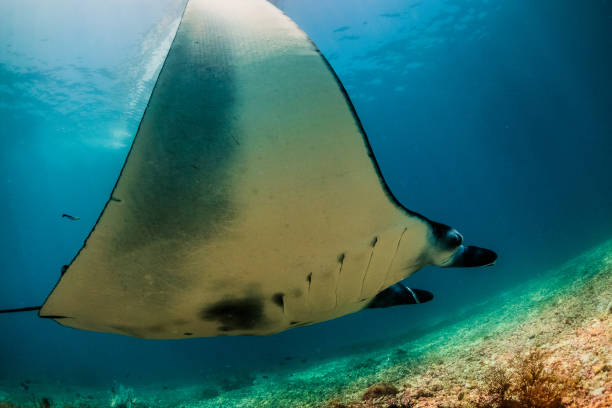 istock Manta Rays of Komodo, Indonesia 1077078868