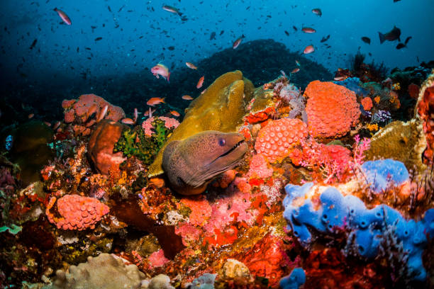 istock Coral Reefs, Fish and Divers 1077078874