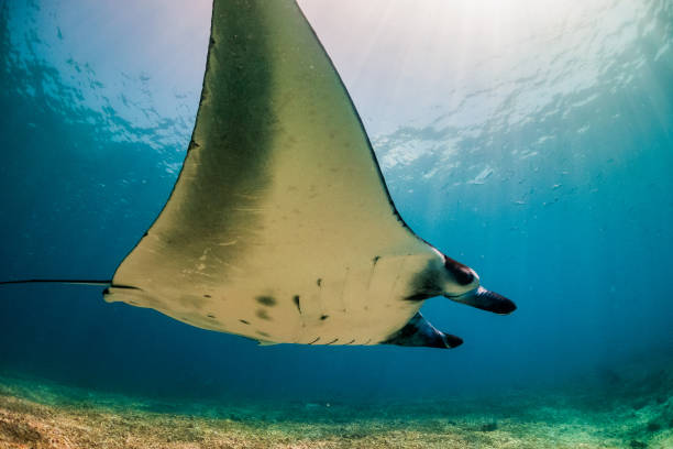 istock Manta Rays of Komodo, Indonesia 1077078946