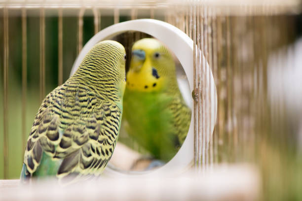 A male Indian Ringneck Parrot in a patio aviary.