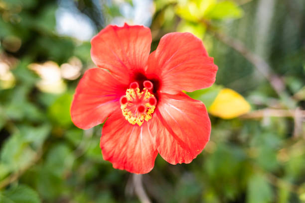 istock Red And Yellow Hibiscus Flower 1077083414