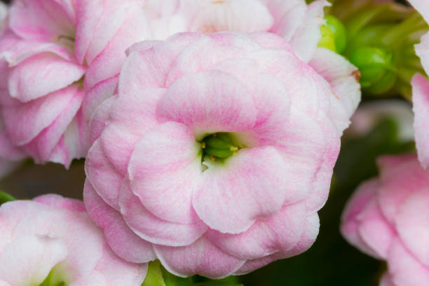istock Pink flower Kalanchoe, close up 1077083558