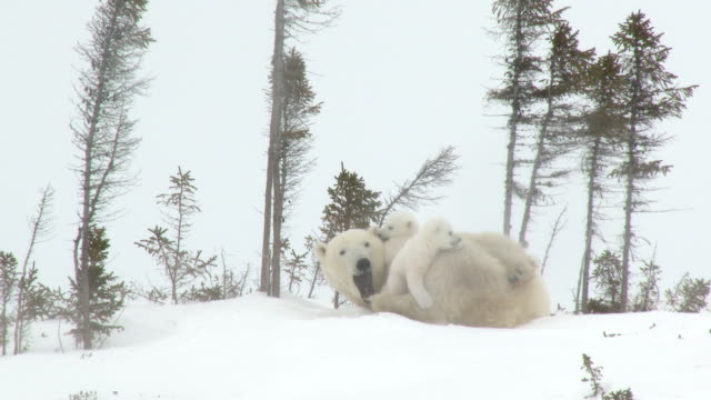 Polar Bear female with cubs on tundra
