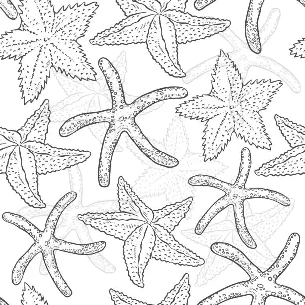 Vector illustration of Vector seamless pattern starfish. Sea star monochrome black white outline sketch illustration isolated on white background for design on marine theme.