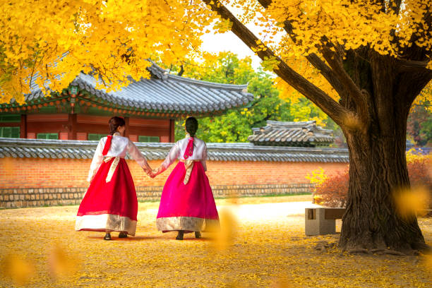 Lady in hanbok dress walk in seoul palace in ginkgo autumn garden stock photo