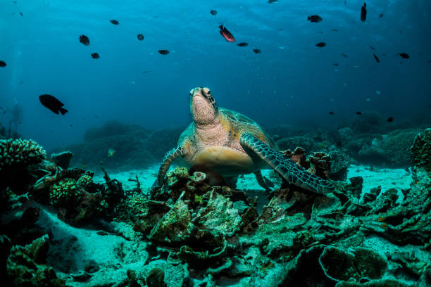 istock Turtles of Indonesia 1077087552