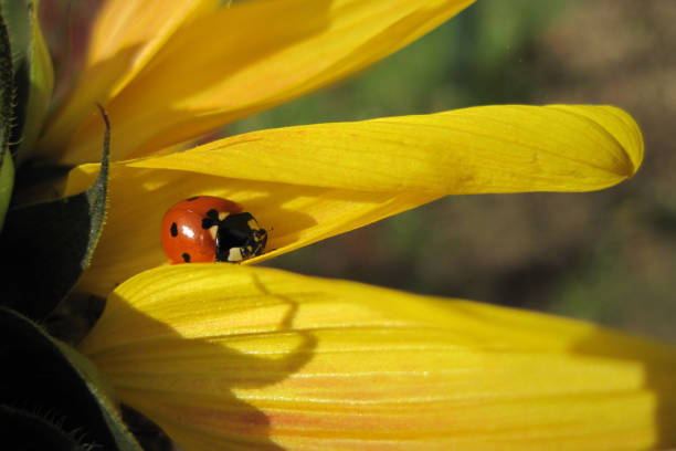 A half of sunflower with a ladybug on it's petal.