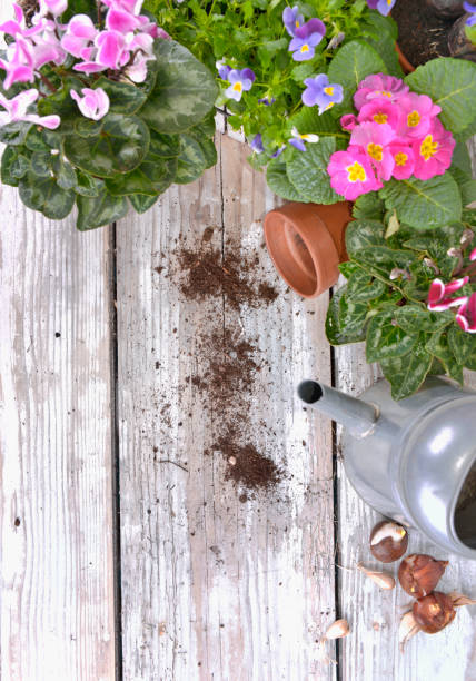 istock blooming flowers and bulbs 1077090394