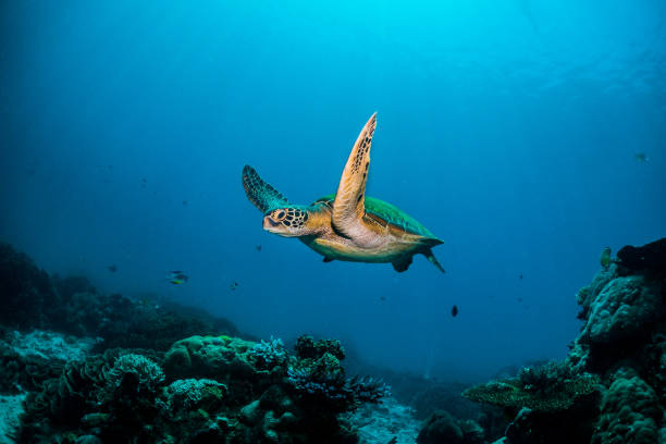 tortugas de indonesia - animal planet sea life fotografías e imágenes de stock