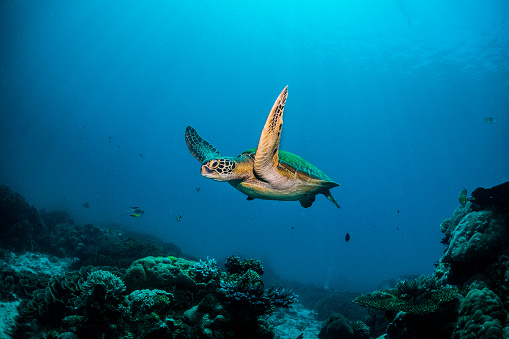 Caretta caretta is a sea turtle species belonging to the genus Caretta. Mediterranean region Antalya. It is very close to the water surface. The clear sea is clean water.Close-up view of half a sea turtle.The sea turtle is heading towards the algae on the water.