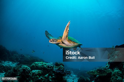istock Turtles of Indonesia 1077092686
