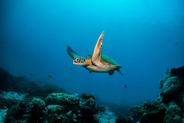 Photo of Turtles of Indonesia