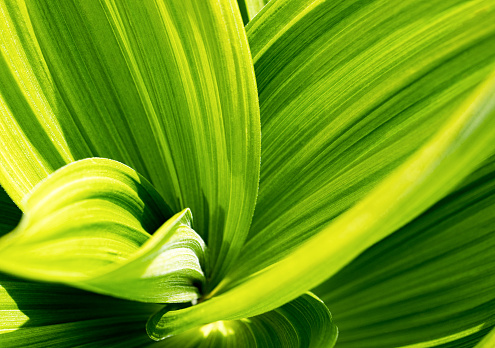 Green leaf abstract background. Veratrum, False Hellebore texture closeup