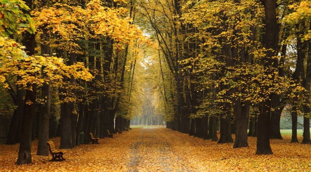 istock easy way in the autumn park 1077093354