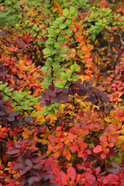 istock autumn leaves natural background 1077093386