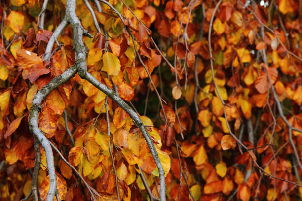 istock autumn leaves natural background 1077093404