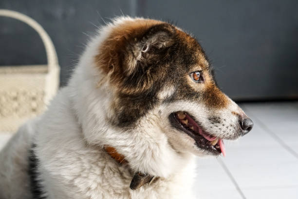 istock Thai friendly bangkaew dog breed wait for food 1077093436