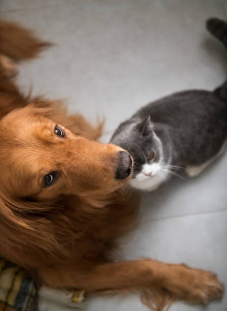 istock The Golden Hound and the kitten get close. 1077100098