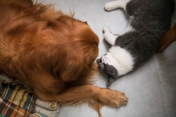 istock The Golden Hound and the kitten get close. 1077100120