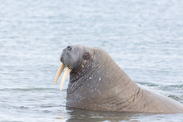 istock portrait arctic walrus (odobenus rosmarus) with tusks in water 1077102448
