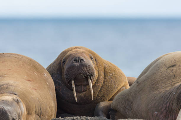 istock portrait arctic walrus colony (odobenus rosmarus), blue sea 1077102788