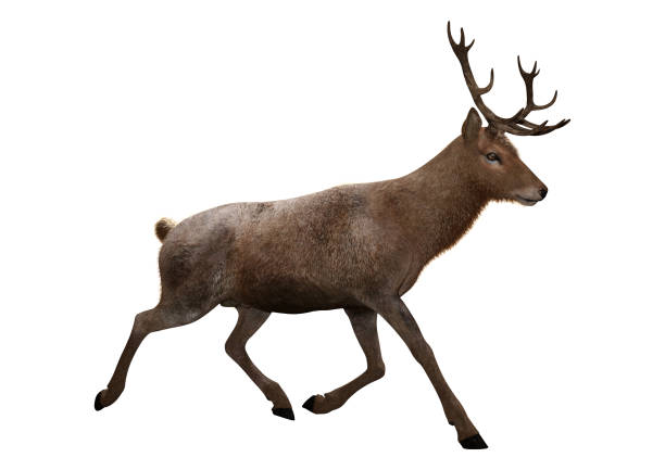 istock 3D illustration male deer on white 1077103504