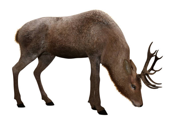 istock 3D illustration male deer on white 1077103516