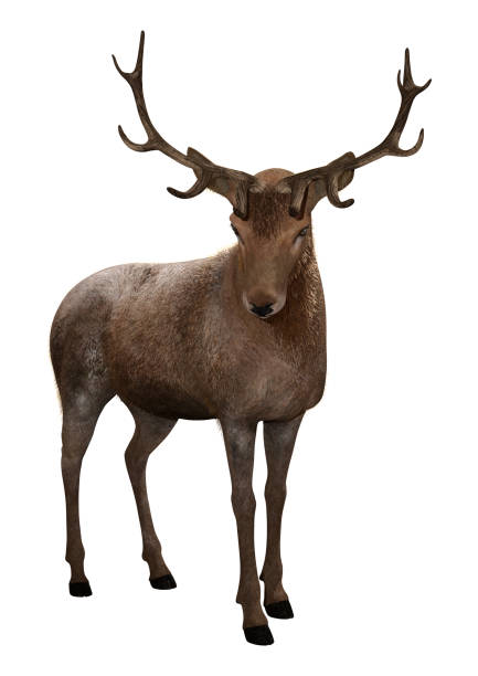 istock 3D illustration male deer on white 1077103526