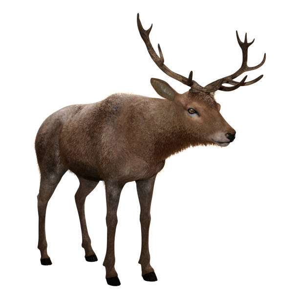 istock 3D illustration male deer on white 1077103536