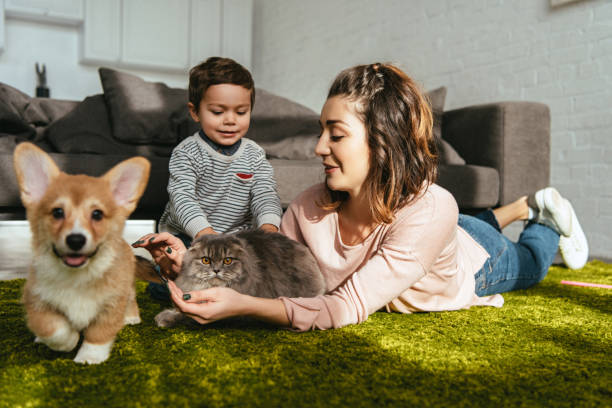 donna attraente e bambino sdraiato sul pavimento con cane e gatto in soggiorno a casa - inglese a pelo lungo foto e immagini stock