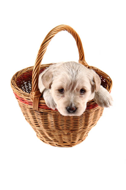 istock small labrador in the basket 1077106634