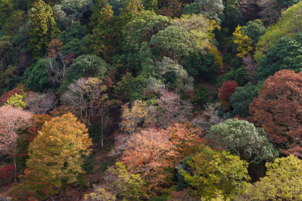 istock Forest in autumn season 1077108492