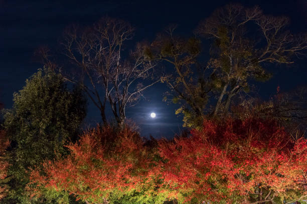 istock Moon over forest in autumn season 1077108802