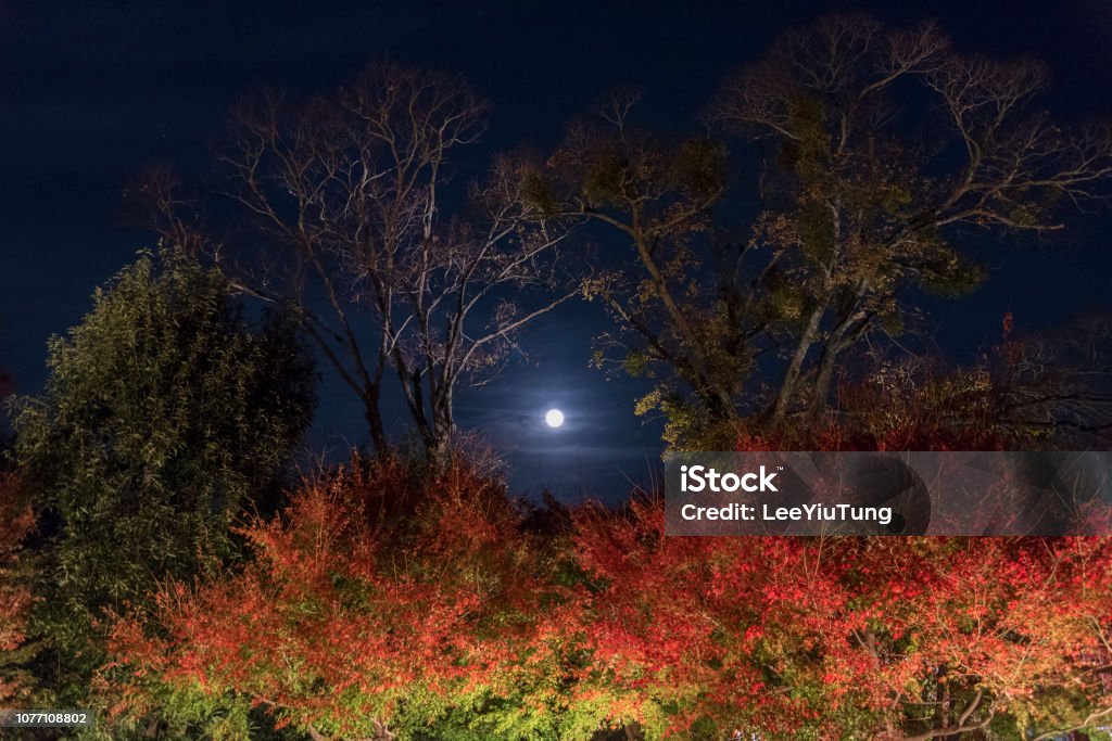 Moon over forest in autumn season Treeline with Night Moon - Long exposure image showing a moonlit treeline at night in autumn season Autumn Stock Photo