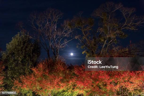 Moon Over Forest In Autumn Season Stock Photo - Download Image Now - Autumn, Beauty, Blue