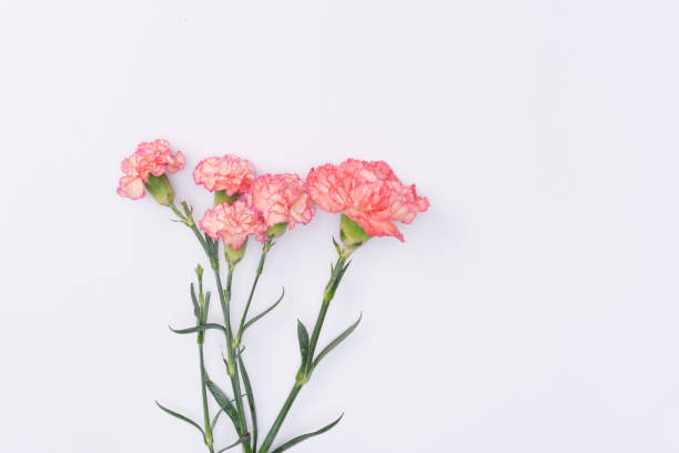 istock beautiful carnation flower 1077111618