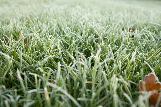 Photo of Close up of frozen blades of grass on a garden lawn.