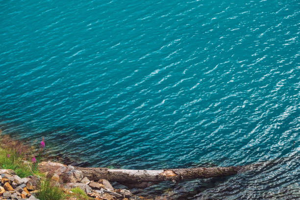 arbre tombé sur le bord de l’eau. texture brillant de surface bleu azur du lac de montagne. rivage rocailleux avec la riche végétation des hautes terres. flore de montagne. fond pierreux dans l’eau transparente. copiez l’espace. - waters edge lake beach tree photos et images de collection