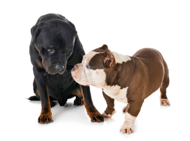istock american bully and rottweiler 1077114222