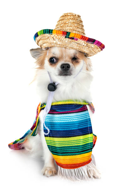 istock little chihuahua 1077114286